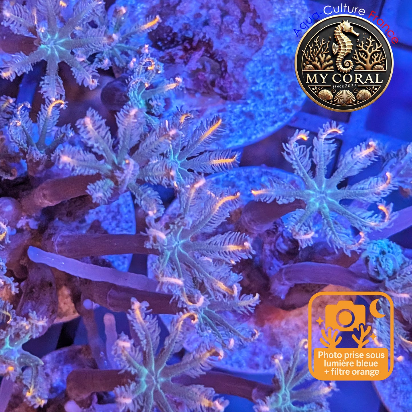 Coraux mous de Culture  - Clavularia Tricolor CTG001