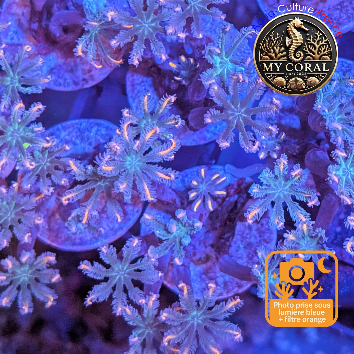 Coraux mous de Culture  - Clavularia Tricolor CTG001