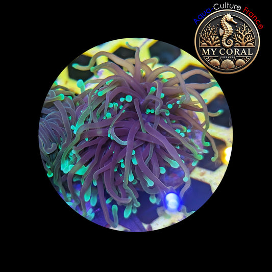 Euphyllia de Culture WYSIWYG- Glabrescens - Dragon Soul (2 Têtes) - EGDS102