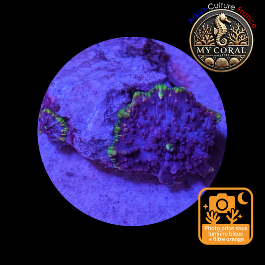 Discosoma de Culture WYSIWYG-  MC PURPLE STAR 2P ( Petite taille)- DPS102