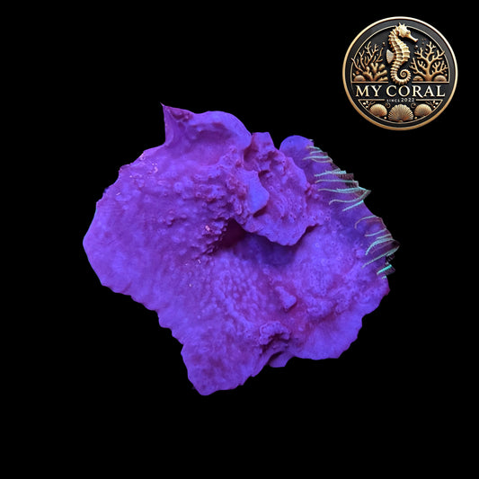 Coraux mous de Culture WYSIWYG - Eponge Purple - Collospongia Auris EP103