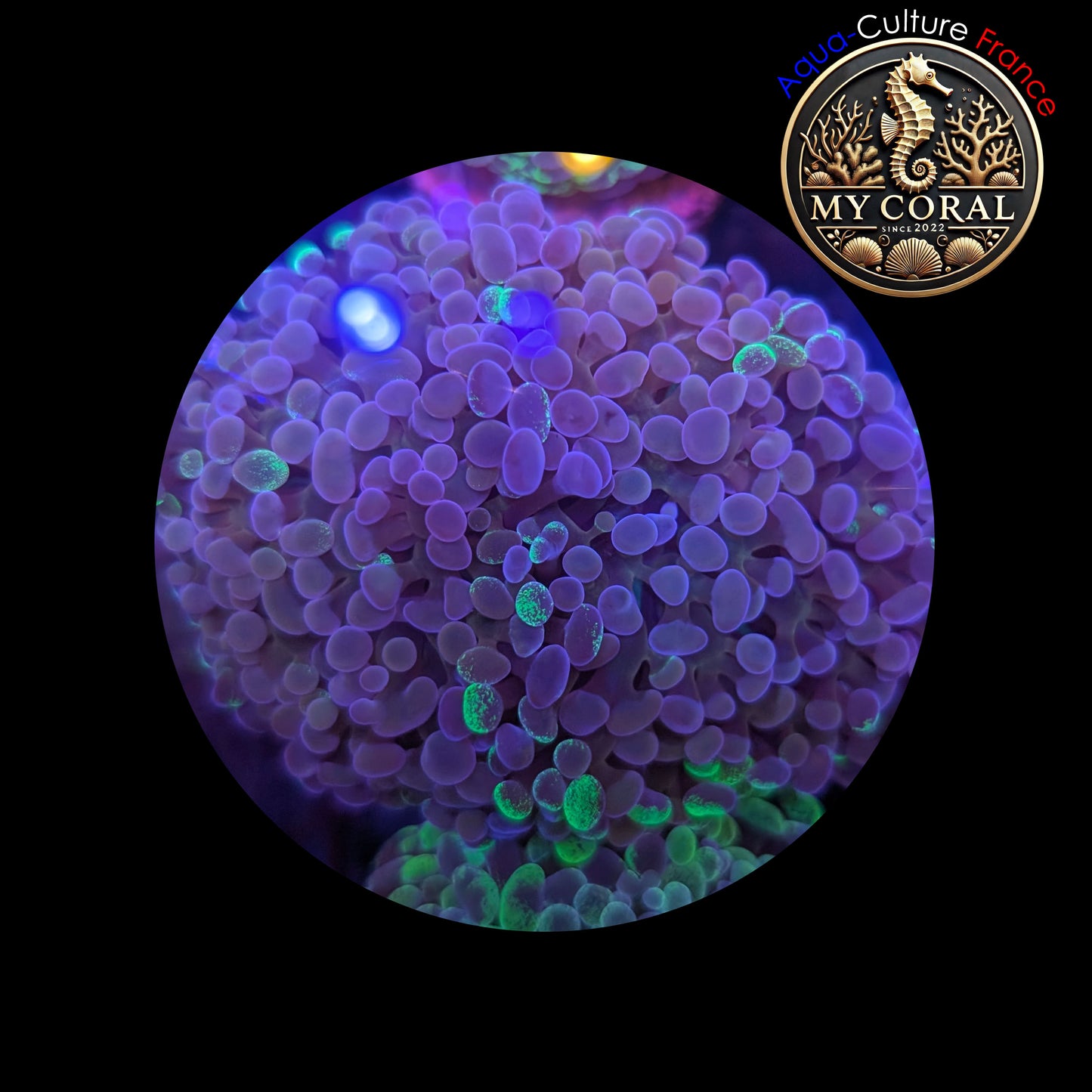 Euphyllia de Culture WYSIWYG- Paraancora- Blotchy (2Têtes) - EB102