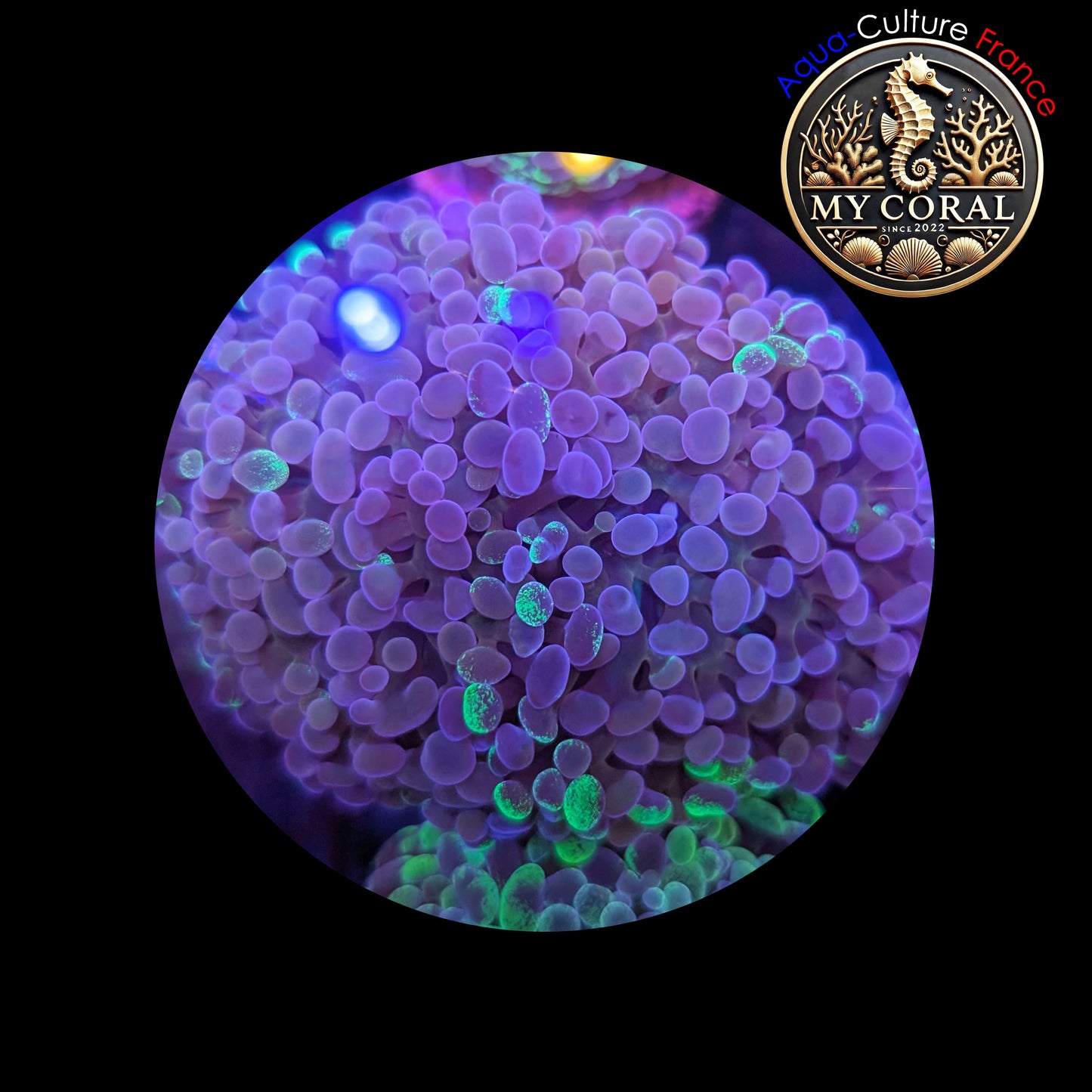 Euphyllia de Culture WYSIWYG- Paraancora- Blotchy (2Têtes) - EB102