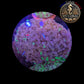 Euphyllia de Culture WYSIWYG- Paraancora- Blotchy (2Têtes) - EB102