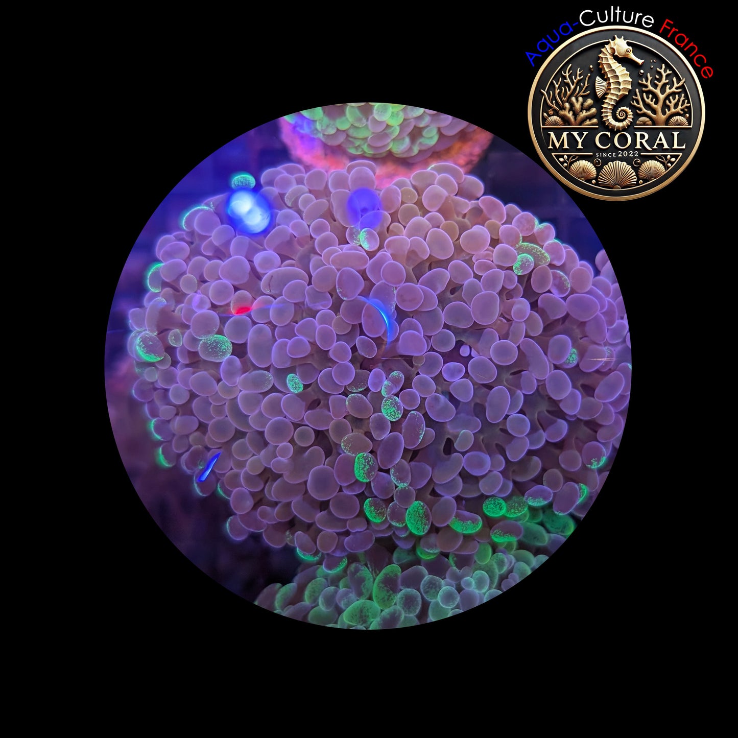 Euphyllia de Culture WYSIWYG- Paraancora- Blotchy (2Têtes) - EB102