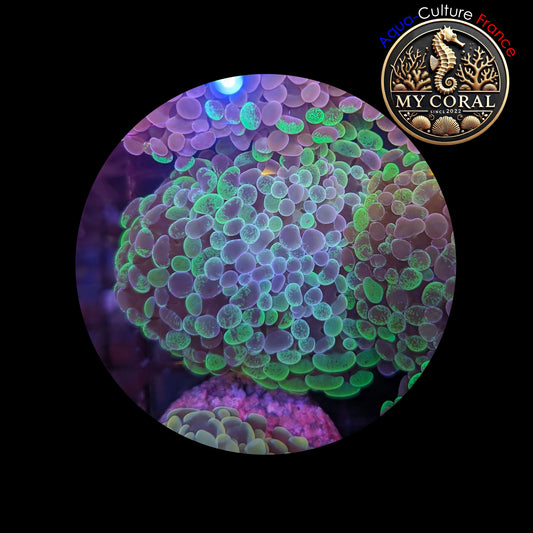 Euphyllia de Culture WYSIWYG- Paraancora- Blotchy - EB103