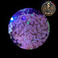 Euphyllia de Culture WYSIWYG- Paraancora- Blotchy - EB105