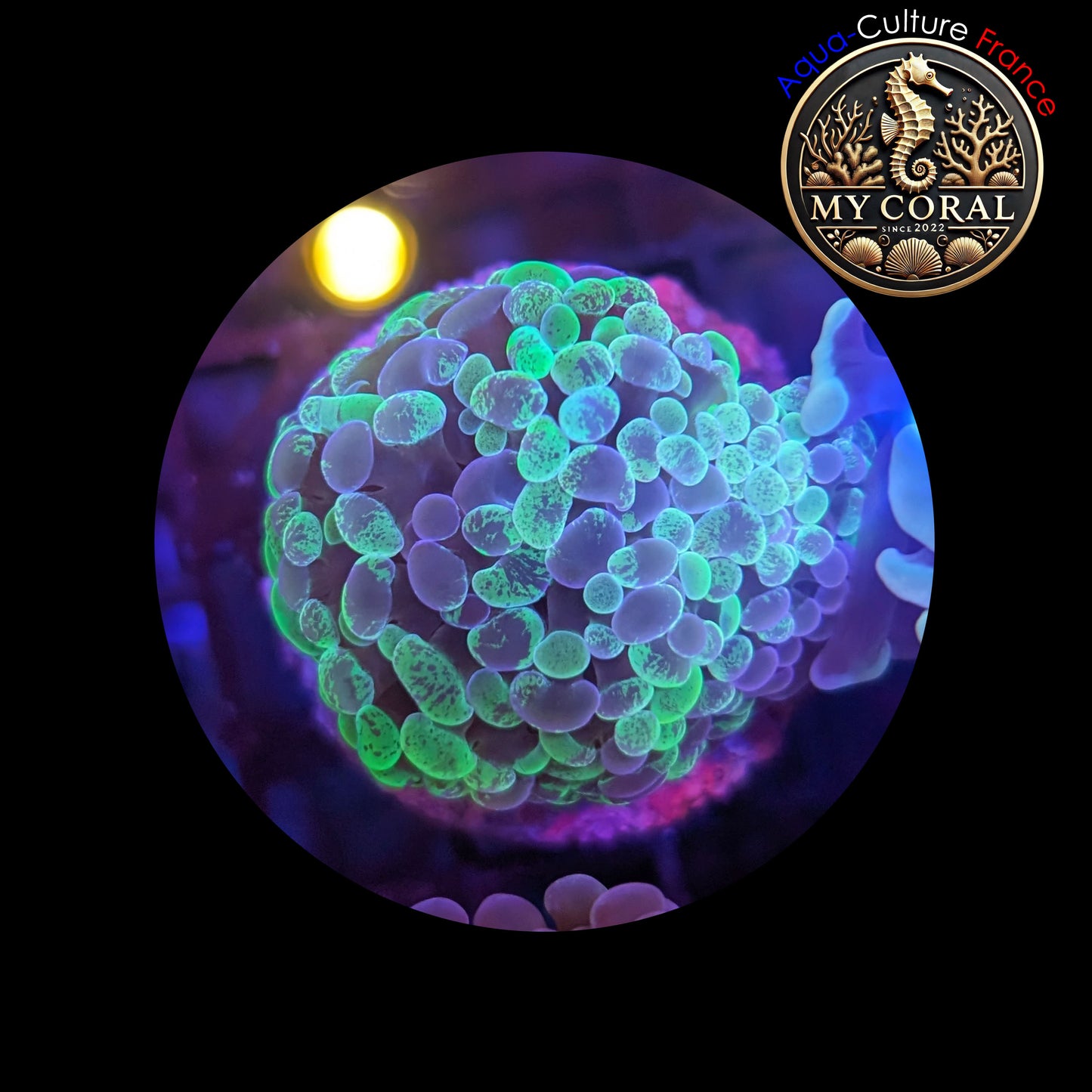 Euphyllia de Culture WYSIWYG- Paraancora- Blotchy (Tiny) - EB106