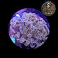 Euphyllia de Culture WYSIWYG- Paraancora - Brown Gold - EBG101