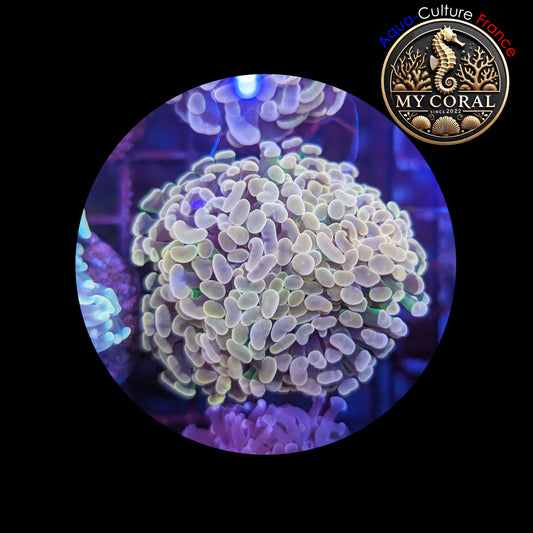 Euphyllia de Culture WYSIWYG- Paraancora - Brown Bicolor Green (4/5 Tetes) - EBG102