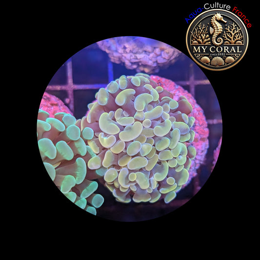 Euphyllia de Culture WYSIWYG- Paraancora - Gold - EG102