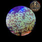 Euphyllia de Culture WYSIWYG- Paraancora - Gold - EG104