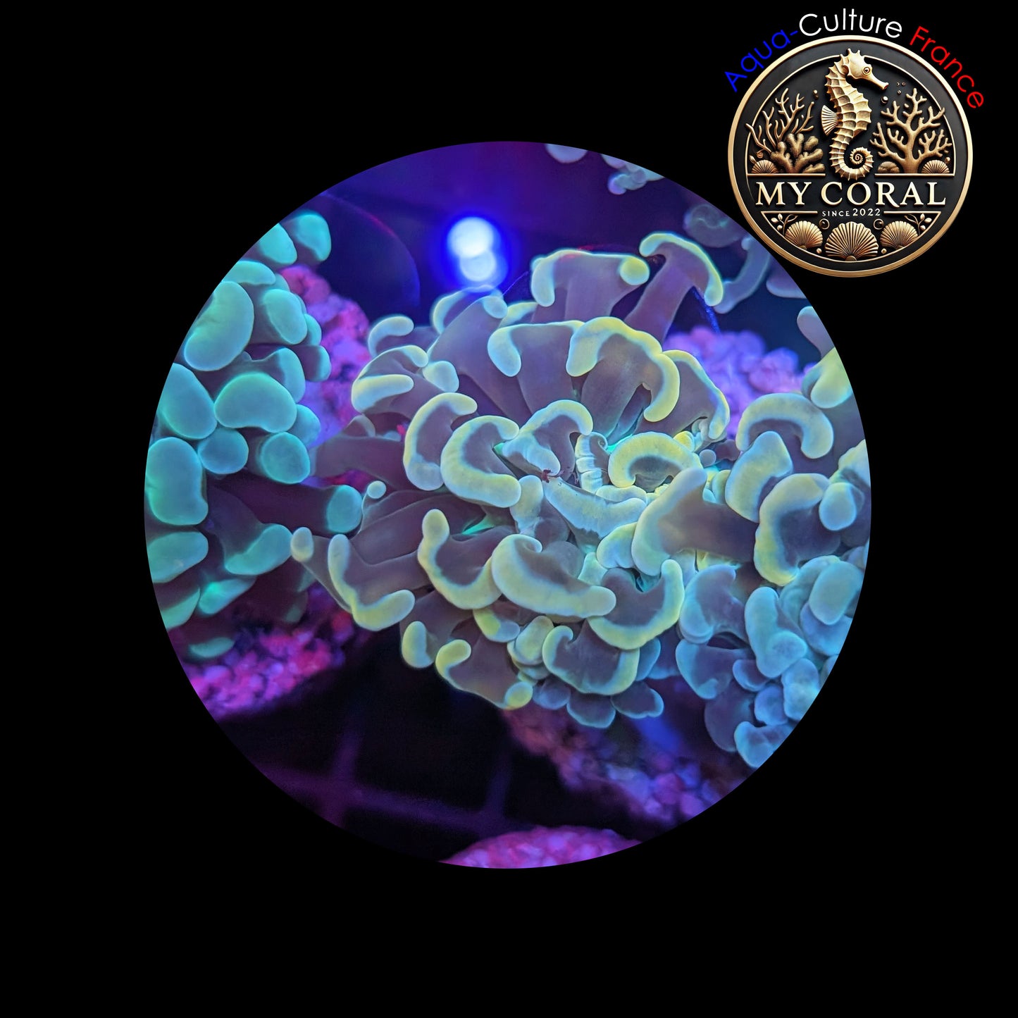 Euphyllia de Culture WYSIWYG- Paraancora - Gold - EG105