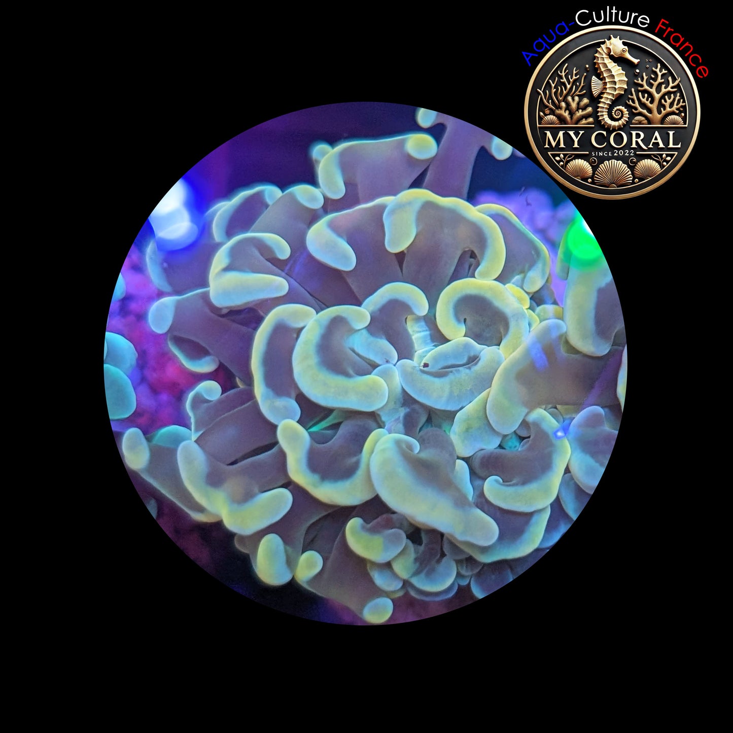 Euphyllia de Culture WYSIWYG- Paraancora - Gold - EG105