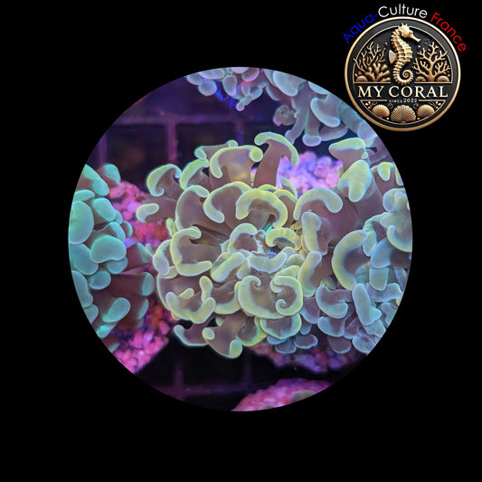 Euphyllia de Culture WYSIWYG- Paraancora - Gold - EG105