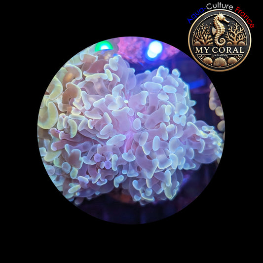 Euphyllia de Culture WYSIWYG- Paraancora - White Cream - EWC103