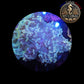 Euphyllia de Culture WYSIWYG- Paraancora - White Cream - EWC103