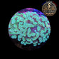 Euphyllia de Culture WYSIWYG- Paraancora - Green - EPG101