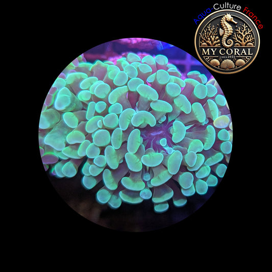 Euphyllia de Culture WYSIWYG- Paraancora - Green - EPG101