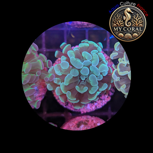 Euphyllia de Culture WYSIWYG- Paraancora - Green - EPG102