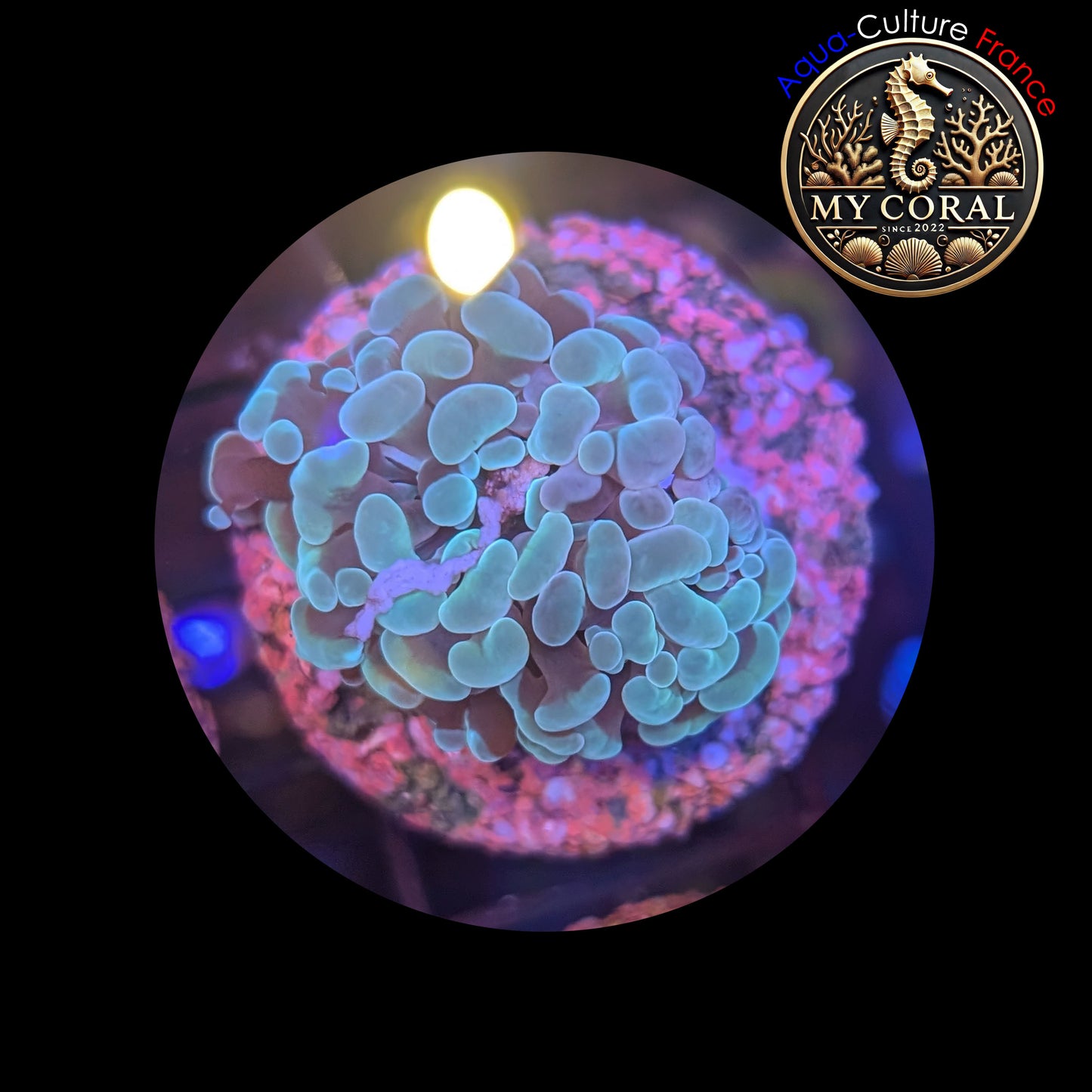 Euphyllia de Culture WYSIWYG- Paraancora - Green - EPG103