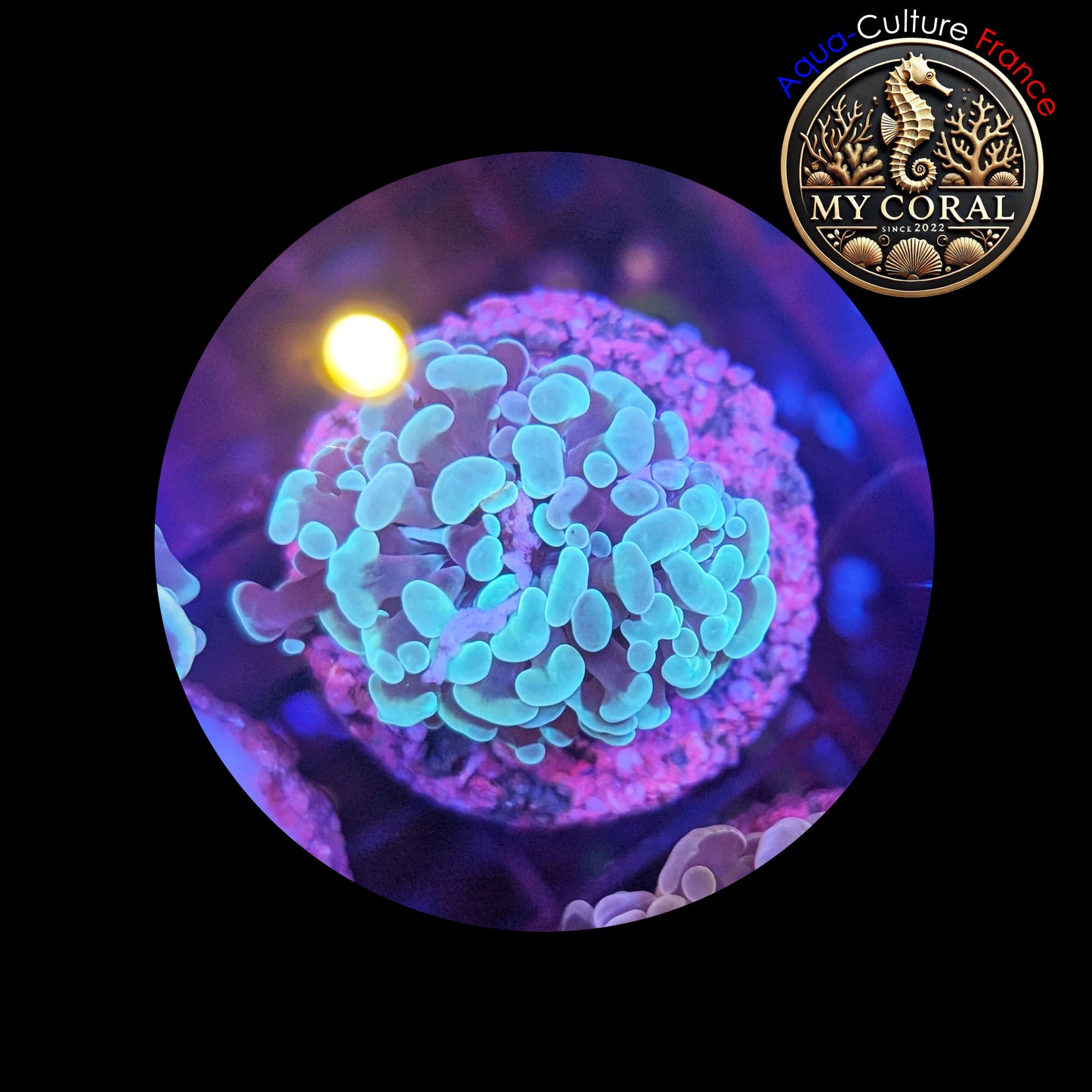 Euphyllia de Culture WYSIWYG- Paraancora - Green - EPG103