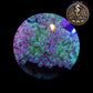 Euphyllia de Culture WYSIWYG- Paraancora - HOLOGRAM (2 Têtes)  - EPHG101