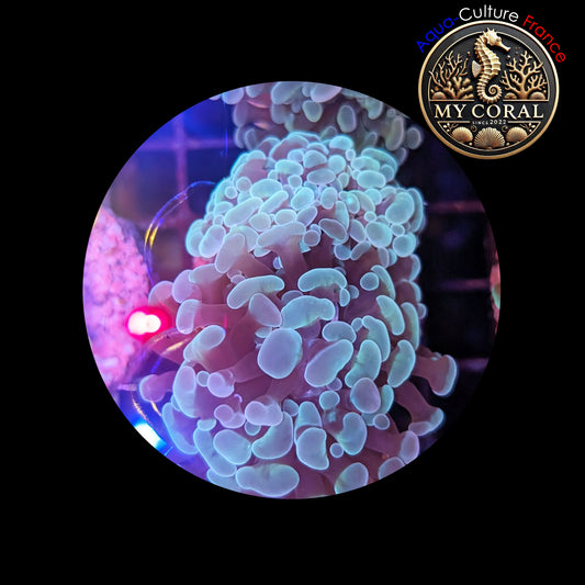 Euphyllia de Culture WYSIWYG- Paraancora- White Cream - EWC101