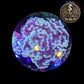 Euphyllia de Culture WYSIWYG- Paraancora- White Cream (+10cm) - EWC102
