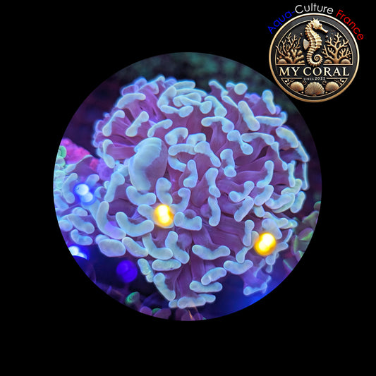Euphyllia de Culture WYSIWYG- Paraancora- White Cream (+10cm) - EWC102