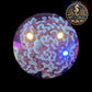 Euphyllia de Culture WYSIWYG- Paraancora- White Cream (+10cm) - EWC102