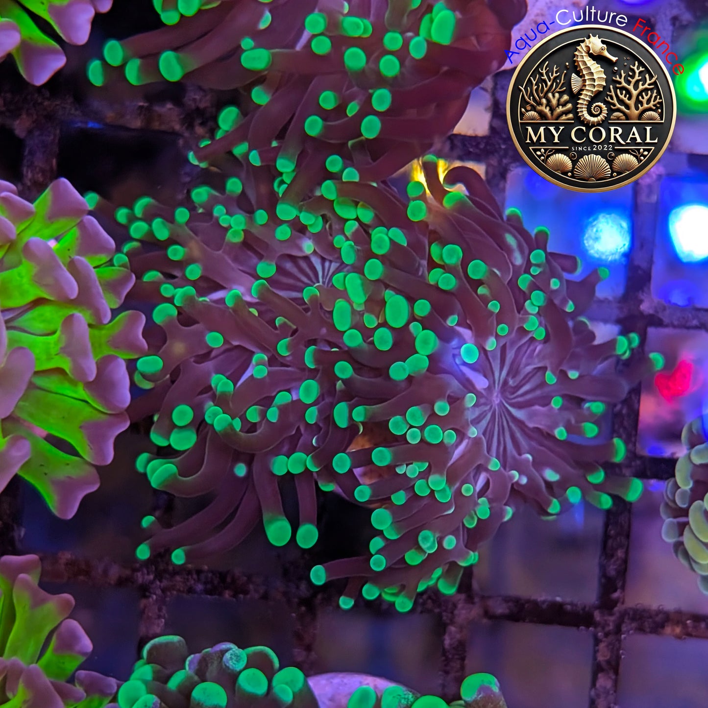 Euphyllia de Culture WYSIWYG- Divisa - Green  - EPDG121