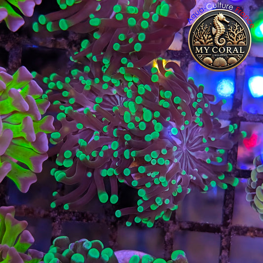 Euphyllia de Culture WYSIWYG- Divisa - Green  - EPDG121