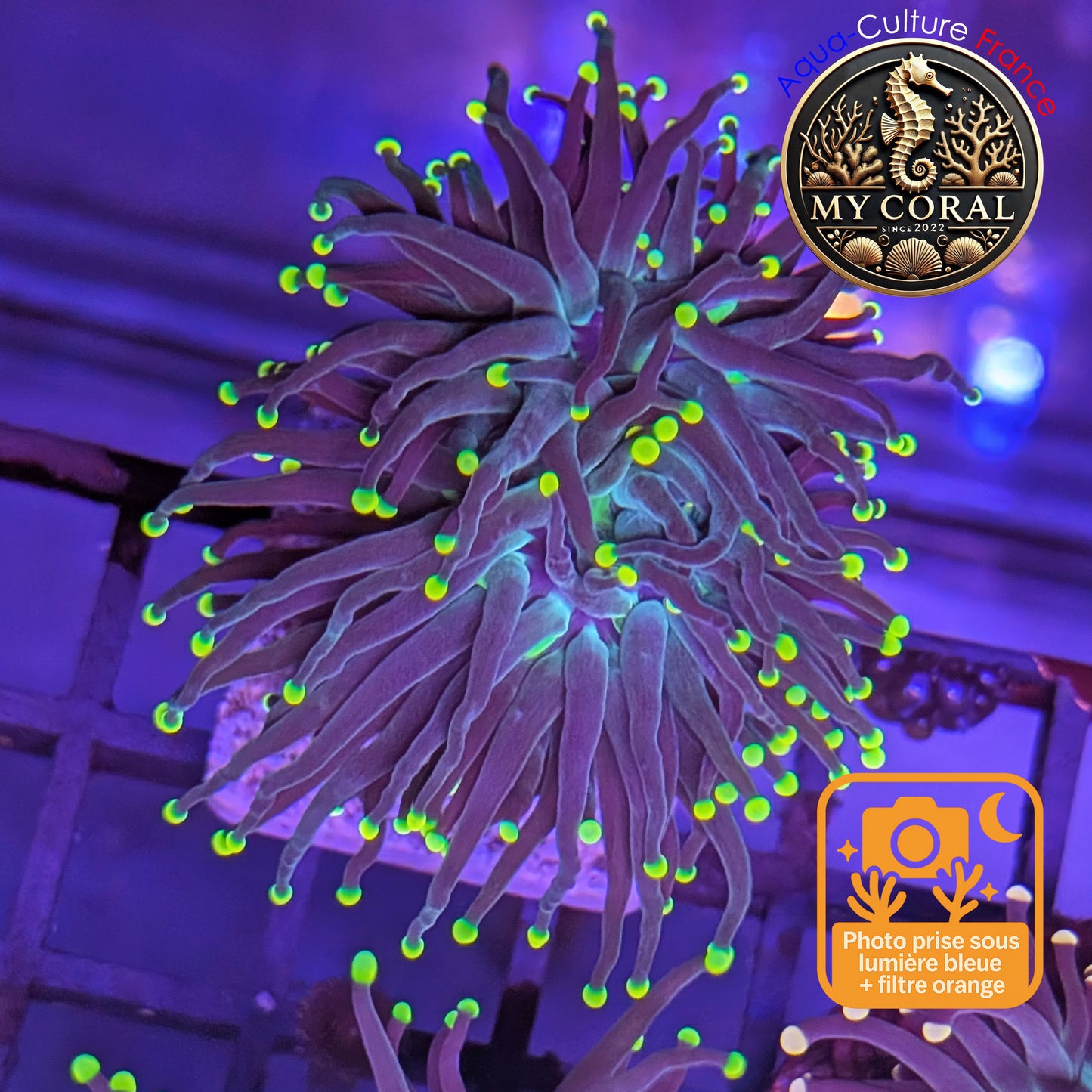 Euphyllia de Culture WYSIWYG- Glabrescens - Black Torch - EGBT110