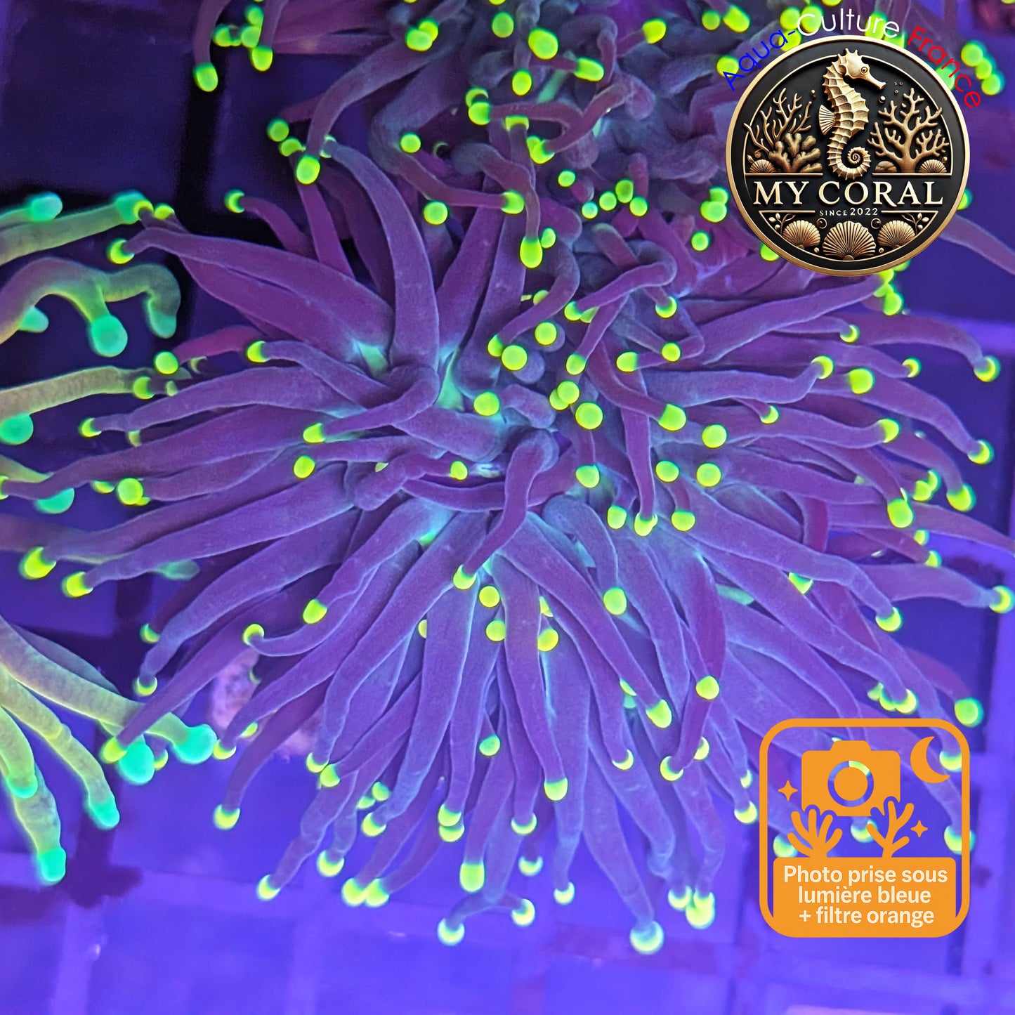 Euphyllia de Culture WYSIWYG- Glabrescens - Black Torch - EGBT109