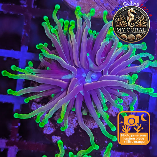 Euphyllia de Culture WYSIWYG- Glabrescens - Dragon Soul- EGDS201