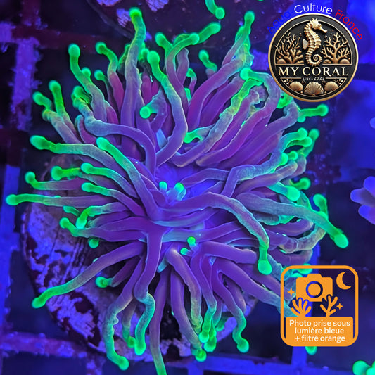 Euphyllia de Culture WYSIWYG- Glabrescens - Dragon Soul- EGDS202