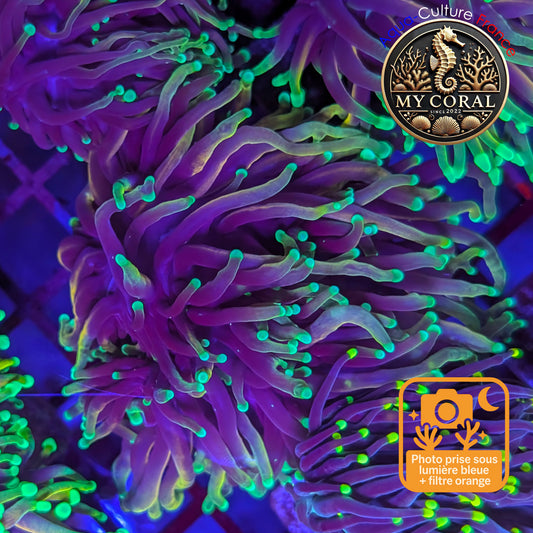 Euphyllia de Culture WYSIWYG- Glabrescens - Dragon Soul  - EGDS122