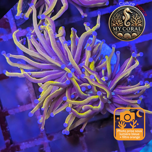 Euphyllia de Culture WYSIWYG- Glabrescens - Gold Torch 24K- EGTM204