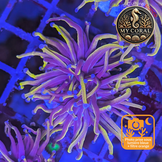 Euphyllia de Culture WYSIWYG- Glabrescens - Gold Torch 24K- EGTM203