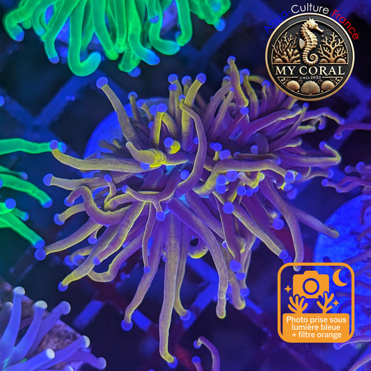 Euphyllia de Culture WYSIWYG- Glabrescens - Gold Torch 24K- EGTM202