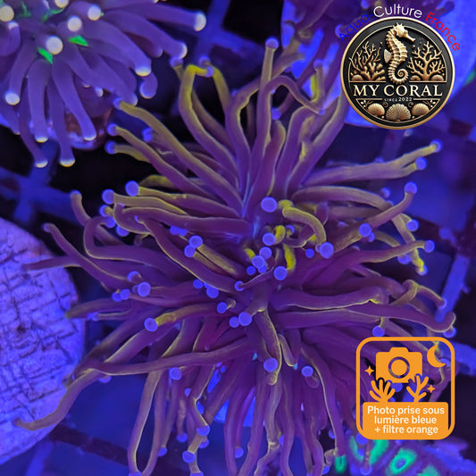 Euphyllia de Culture WYSIWYG- Glabrescens - Gold Torch 24K - EGTM201