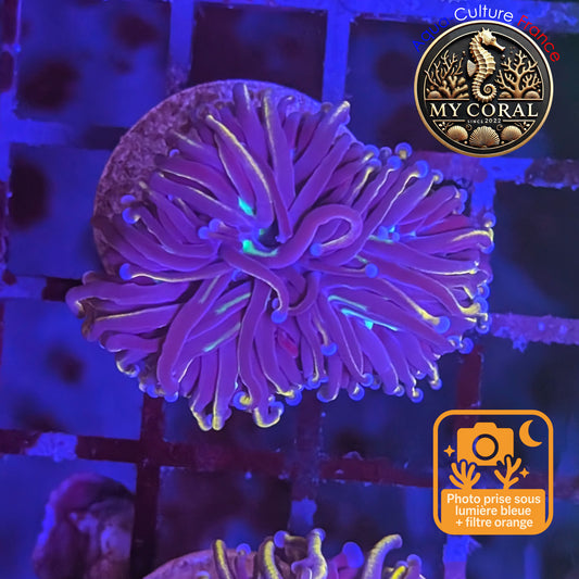 Euphyllia de Culture WYSIWYG- Glabrescens - Hellfire- EGHF202