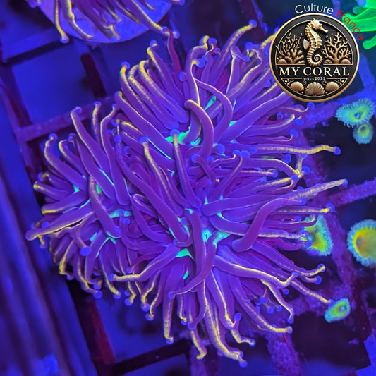 Euphyllia de Culture WYSIWYG- Glabrescens - Hellfire 3T - EGHF203
