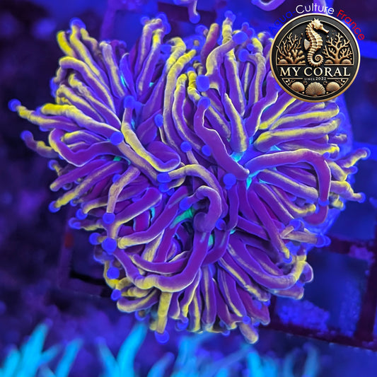 Euphyllia de Culture WYSIWYG- Glabrescens - Hellfire 3T - EGHF204