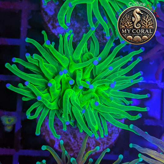 Euphyllia de Culture WYSIWYG- Glabrescens - Holy Grail - EGHG201