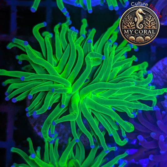Euphyllia de Culture WYSIWYG- Glabrescens - Holy Grail - EGHG202