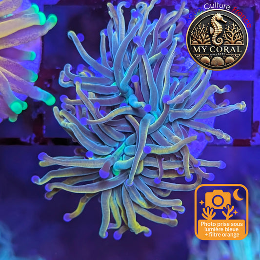 Euphyllia de Culture WYSIWYG- Glabrescens - Holy Molly - EGHM202