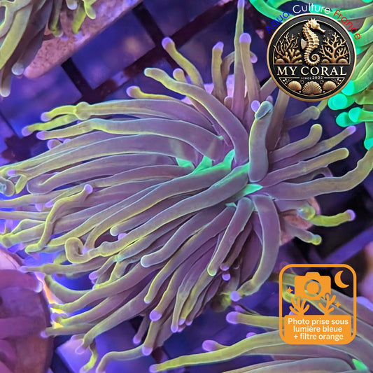 Euphyllia de Culture WYSIWYG- Glabrescens - Holy Molly V2  - EGHM105