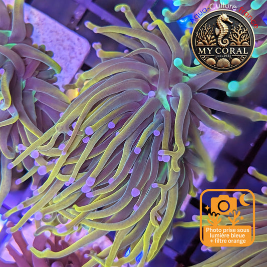 Euphyllia de Culture WYSIWYG- Glabrescens - Holy Molly V2  - EGHM105